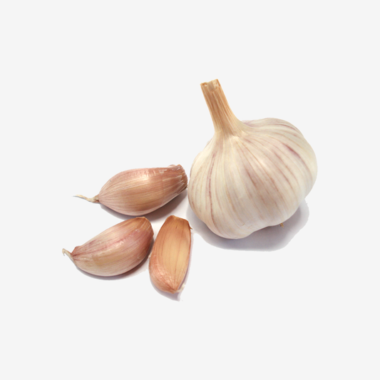Allium sativum