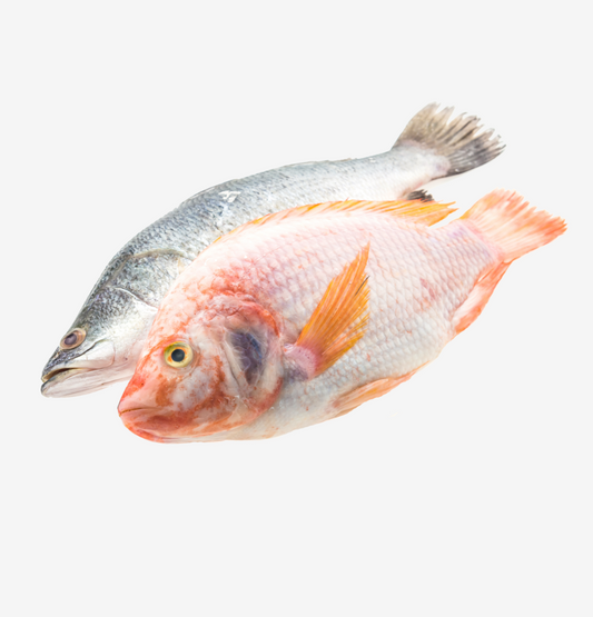 Fresh whole fish